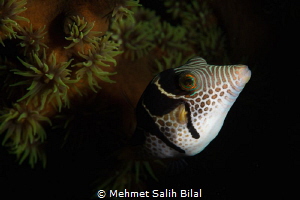 Filefish. by Mehmet Salih Bilal 